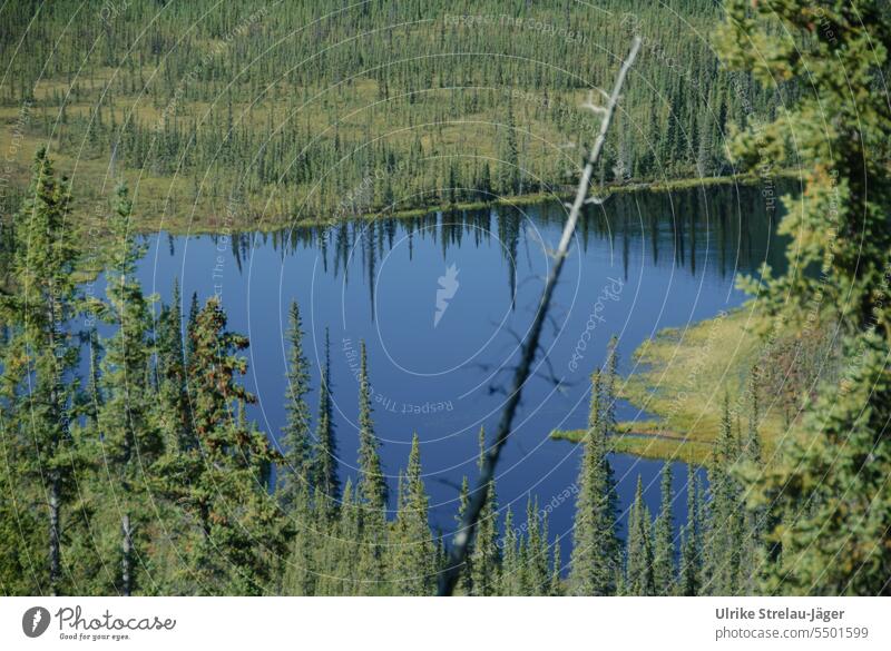 Alaska | einsamer blauer See in der Wildnis einsamer See Nadelbäume abgestorbener Baum Gehölz grün Spiegelung Baumspiegelung Reflexion & Spiegelung Wald Wasser