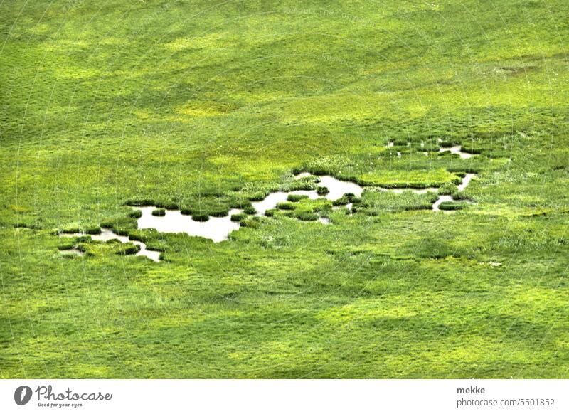 Reicht nicht zum Baden Wiese Gras Wasser See Teich Sumpf Pfütze Berge u. Gebirge Landschaft grün Natur Sommer Umwelt Alpen Wildnis Hochebene Grünfläche Weide