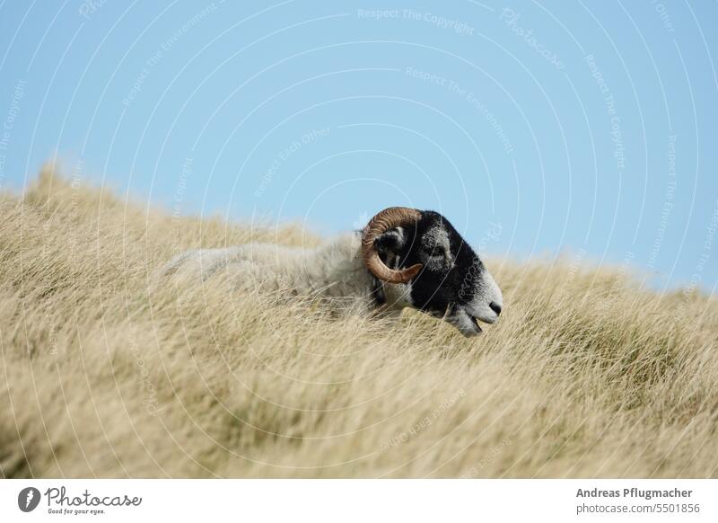 Schaf im hohen Gras Bock Schafsbock Weide weiden beweidung Natur Wolle Schafswolle Wiese Landwirtschaft Nachhaltigkeit nachhaltig Landschaft Herde Umwelt sanft