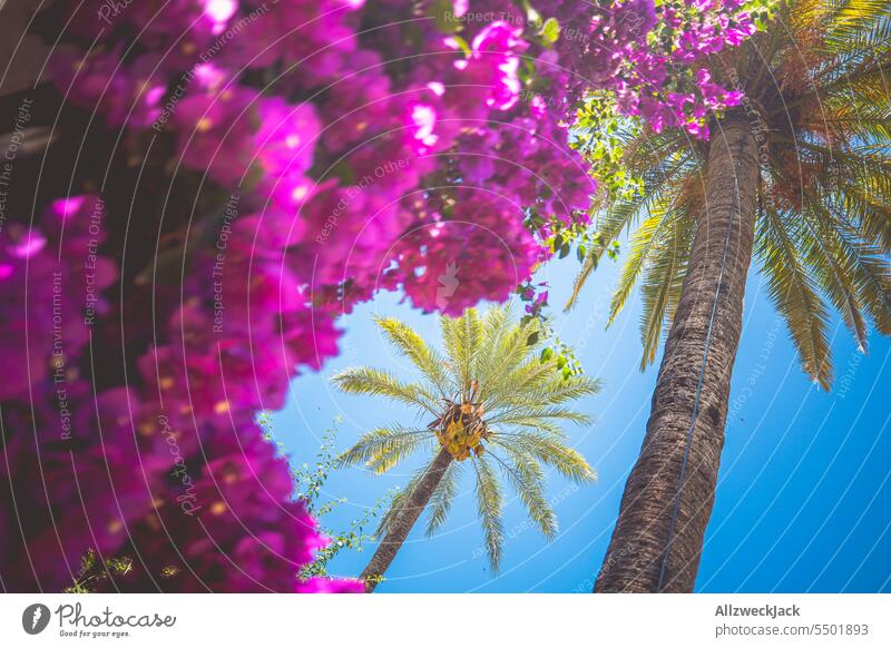 zwei Palmen und eine riesige purpur blühenden Pflanze in Spanien Sommer Andalusien Granada Bougainvillea lila Blüte Blühend Fassadenbegrünung mediterran