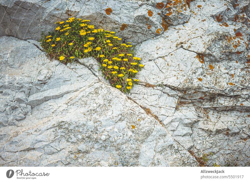 gelbe Blumen in einer Felsspalte Felsen Stein Felsspalten Blümchen Pflanzen mauerblümchen flora Nische Natur Desktophintergrund