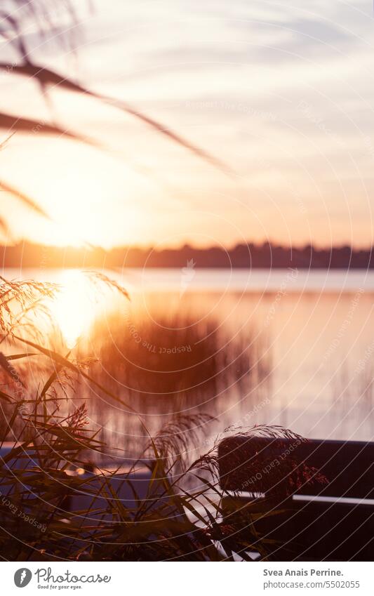Bank am See Sommer sommerlich Sonnenlicht Sonnenuntergang Sonnenuntergangshimmel Sommerurlaub Wasser Seeufer Natur Außenaufnahme Landschaft