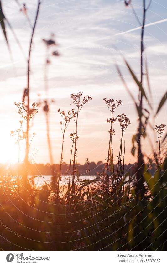 Pflanzen im Sonnenuntergang Sommer sommerlich Sonnenlicht Sonnenuntergangshimmel Sommerurlaub Wasser See Seeufer Natur Außenaufnahme Landschaft
