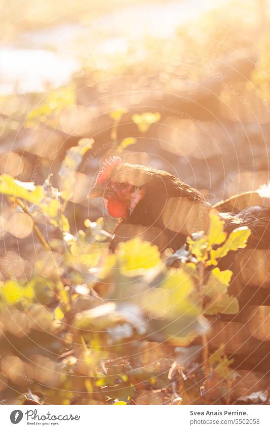 Huhn in der Sonne Haushuhn Vogel Nutztier Freilandhaltung Tierporträt Sonnenlicht Sonnenuntergang Bokeh Licht Unschärfe freilaufend Biologische Landwirtschaft