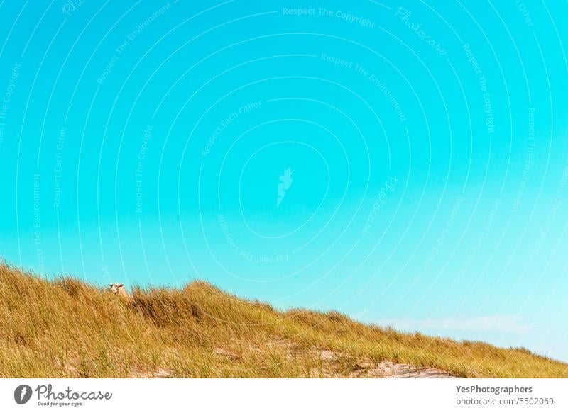 Naturlandschaft auf der Insel Sylt mit den Strandhaardünen und dem blauen Himmel Tier Herbst Hintergrund schön Schönheit hell Küste Küstenlinie Farbe Dunes leer
