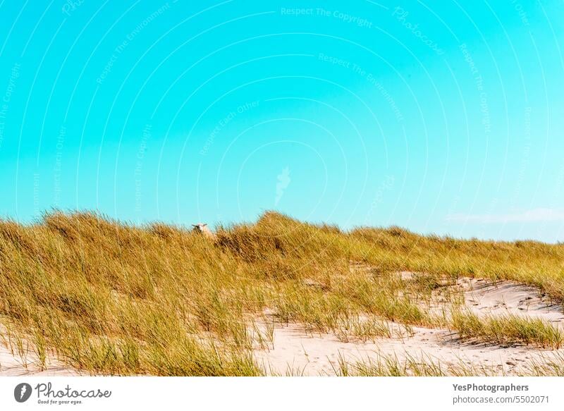 Sylter Insellandschaft mit den Strandhaardünen unter blauem Himmel Tier Herbst Hintergrund schön Schönheit hell Küste Küstenlinie Farbe Dunes leer Umwelt Europa