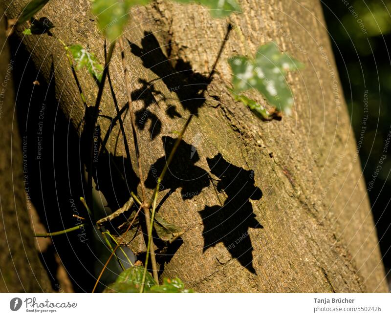 Schatten der Blätter vom Efeu am Baumstamm Rinde Licht & Schatten Licht und Schatten Licht und Schattenspiel Schattenwurf schwarze Schatten klare Schatten