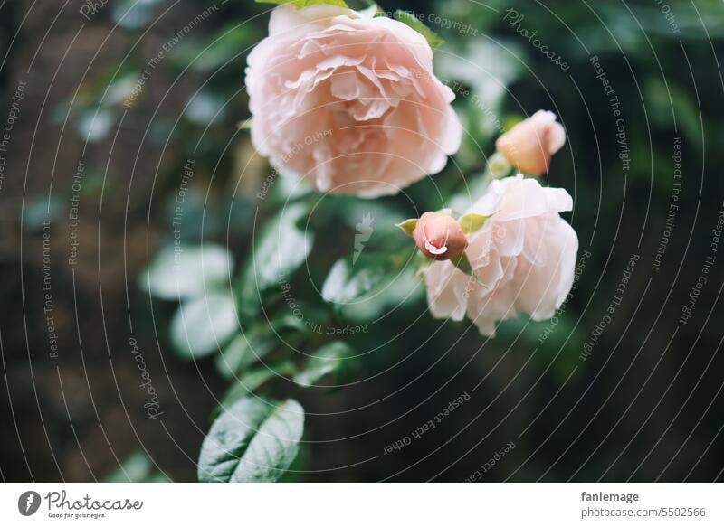 Rosenliebe Roséwein Blume Natur Blüte Rosenblüte Pflanze Romantik rosa Blühend Rosenblätter Duft Nahaufnahme Farbfoto Liebe Blütenblatt hübsch Garten Sommer