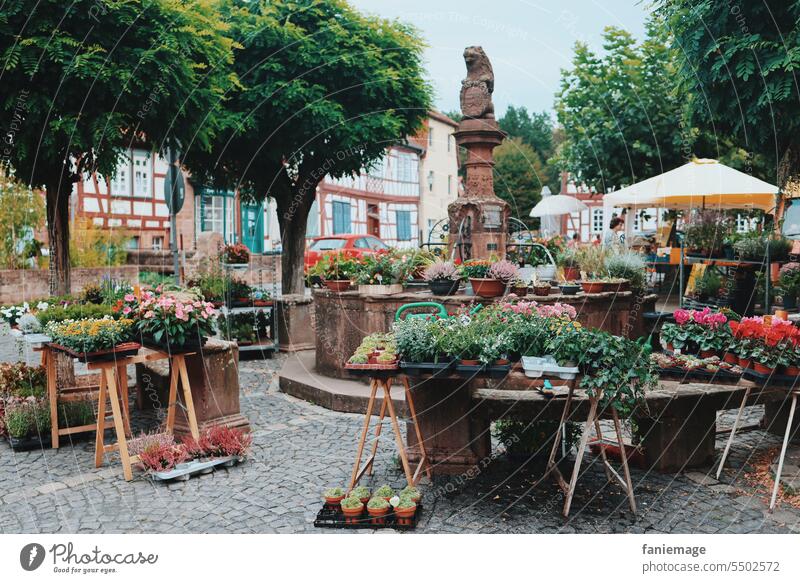 Blumenmarkt Sommer pflanze Licht Natur Stadt altstadt Brunnen Büdingen Markttag Gärtnerei Griff verkauf malerisch stehen