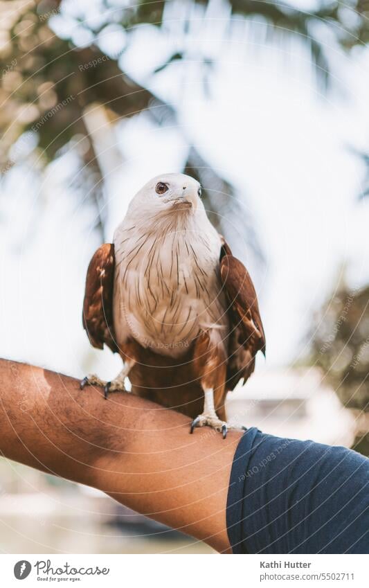 ein weißer, brauner Adler sitzt auf dem Arm einer Person Tier Tierporträt Tier-Thema Tierwelt Vogel Indien außerhalb im Freien Natur Naturschutzgebiet Tourismus