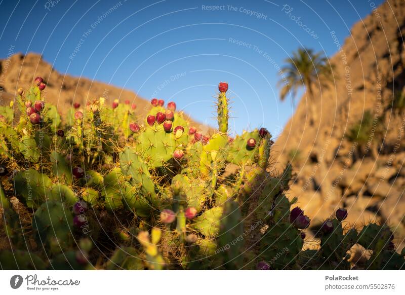 #Sa# Kaktusautsch! kaktuspflanze Kaktusfeld kaktuse Spitz Autsch Dornen Stacheln Pflanze Natur stachelig grün Kakteen Sommer Farbfoto Außenaufnahme Sukkulente