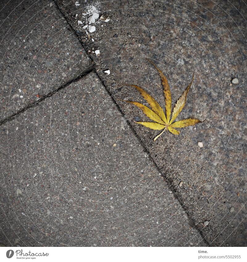 Weichspüler | Koks und Hanf Cannabis Blatt Pflanze Bodenfliese Betonplatte Gehweg Bürgersteig herumliegen Vogelperspektive weggeworfen Stein Kieselsteine Fuge