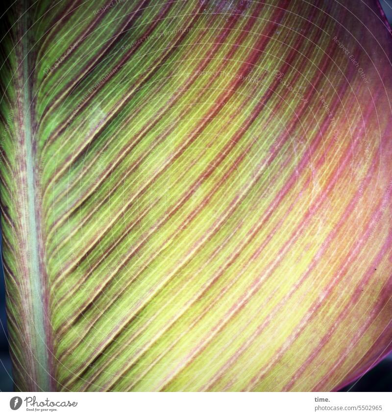bunt auf Linie Canna Pflanze Linien Blatt Exot exotisch Muster Struktur Blumenrohrgewächs Blattnerven grün gelb rot Natur Detailaufnahme botanisch Botanik