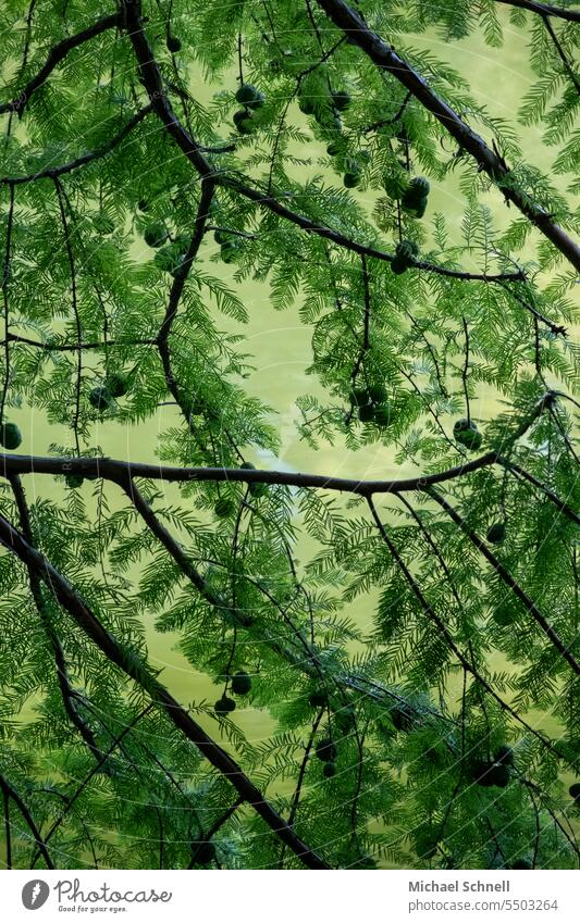 Nadelbaum-Äste am See I Drinkje bej Inkje Nadelbaumzweig Nadelbaumzweige grün Natur Zweig Farbfoto Pflanze Baum natürlich