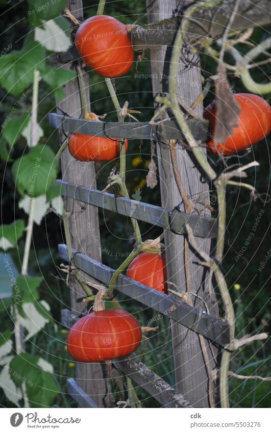 Der Herbst ist da: rote Hokkaido-Kürbisse reifen auf einem Holz-Spalier in einem Schrebergarten heran. Hokaido Hokaido-Kürbis Gemüse Erntedankfest Lebensmittel