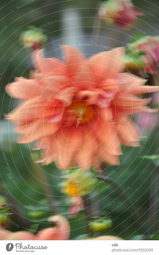 unverkäuflich | unscharfes Foto | Dahlienblüte im Spätsommerwind. Blüte Blume Pflanze Natur Umwelt Blütenblätter Blütenblatt Unschärfe Blühend Blütezeit