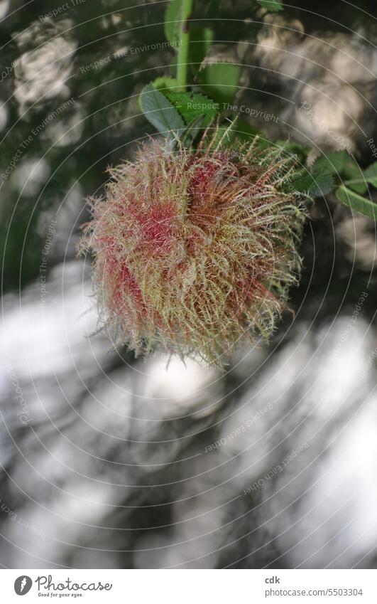 Kleinen Naturschatz entdeckt: eine rosa-hellgrüne Wildrosen-Mooskugel. Wildrosenstrauch natürlich wild Park draussen Spätsommer kugelrund Ball Kugel vermoost