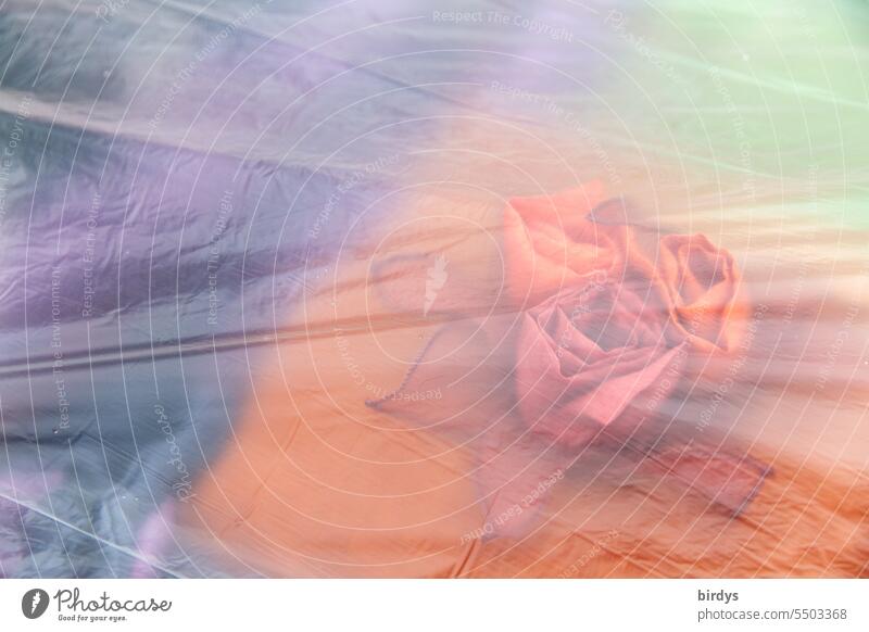 Rosenblüten unter einer transparenten Folie farbigkeit schemenhaft mehrfarbig Kunst Blumenkreation Kreativität Schutz Romantik Nahaufnahme