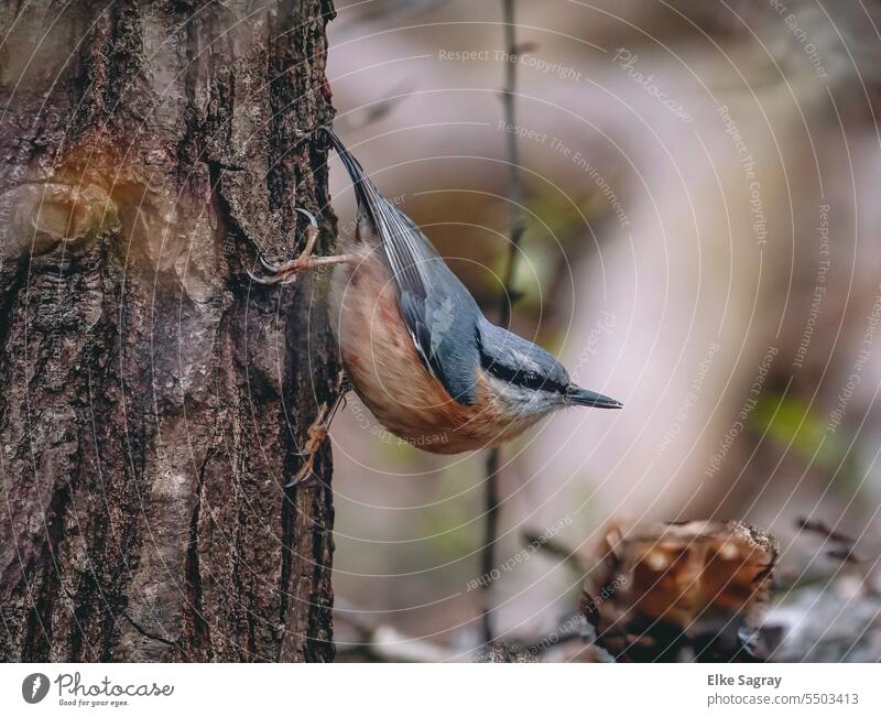 Vogelportrait -  ein Kleiber am Baum kurz vor dem Abflug Vogelbeobachtung Außenaufnahme Tierporträt Umwelt Schnabel Freiheit Birding Tiergesicht natürlich Natur
