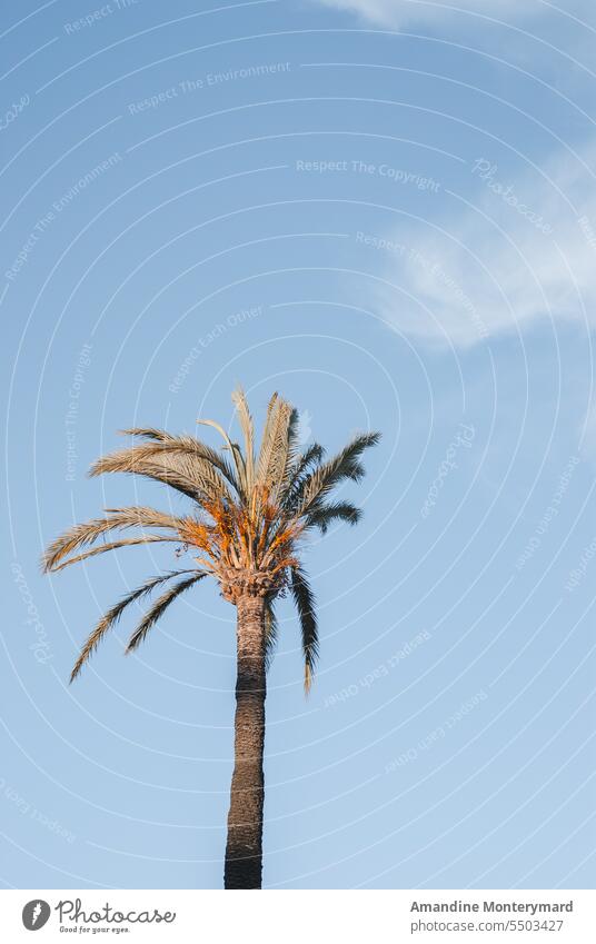 Palme in einem blauen Himmel mit einer Wolke und einem leichten Wind Blauer Himmel Cloud reisen Reisefotografie Reiseziel Sommer windig Palmenblätter Handfläche