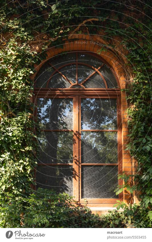 Mit Rankpflanzen bewachsenes Fenster ranken rankpflanzen grün blätter efeu rundbogenfenster glasfenster gläsern holzrahmen fensterrahmen blätter begrünt grünen