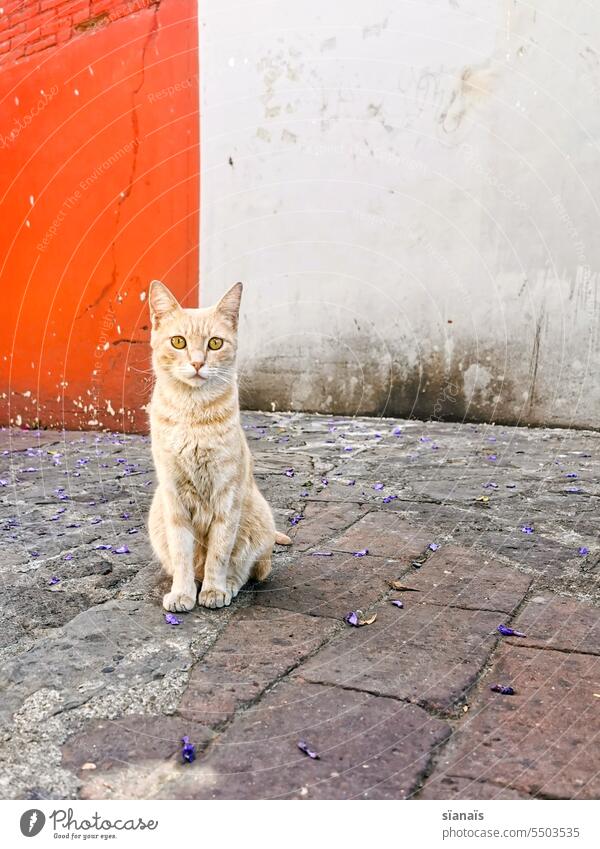 rothaarige Katze vor einer alten orangen und weissen Wand Farbfoto Tier Haustier Tag Vorderansicht Außenaufnahme gucken schauen sitzen Zweigeteilt