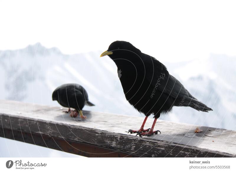 Zwei Bergdohlen auf einem Holzbrett in den Alpen bergdohlen zwei Vögel vogel tier Wildvogel schnabel schwarz tisch wild lebende tiere aasfresser schmarotzer