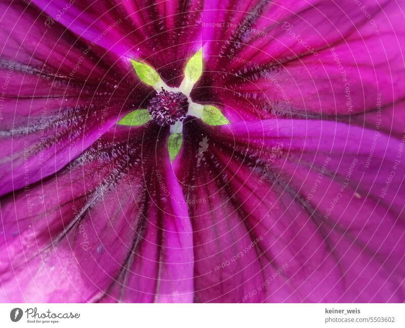 Das prächtige Lila einer wilden Malve Malvenblüte lila farbe Pflanze Natur Malvenbluete Blume Blüte Nahaufnahme Farbfoto Blühend Makroaufnahme natürlich