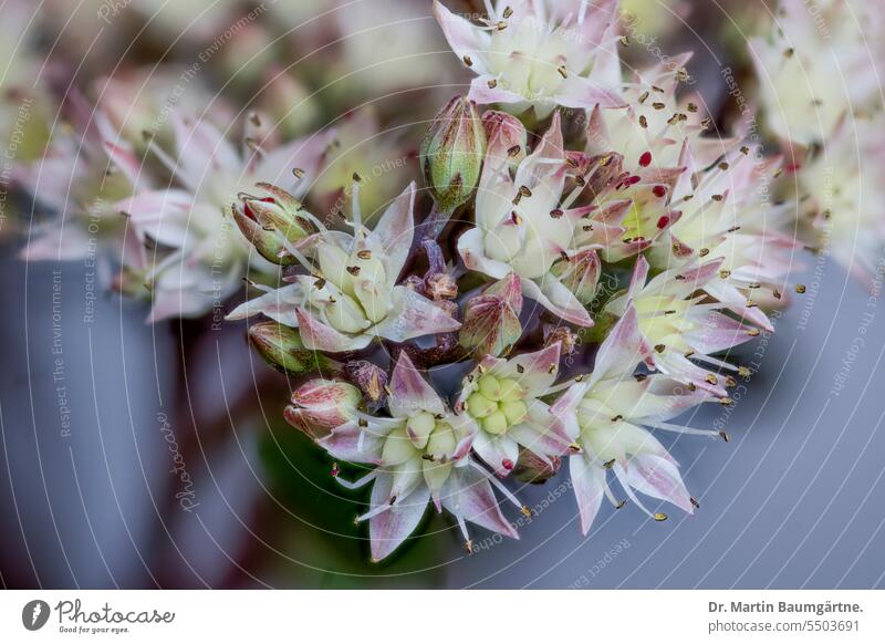 Sedum telephium, Große Fetthenne, Hohe Fetthenne, Teile des Blütenstands Hylotelephium telephium sukkulent Sukkulente Staude mehrjährig Crassulaceae