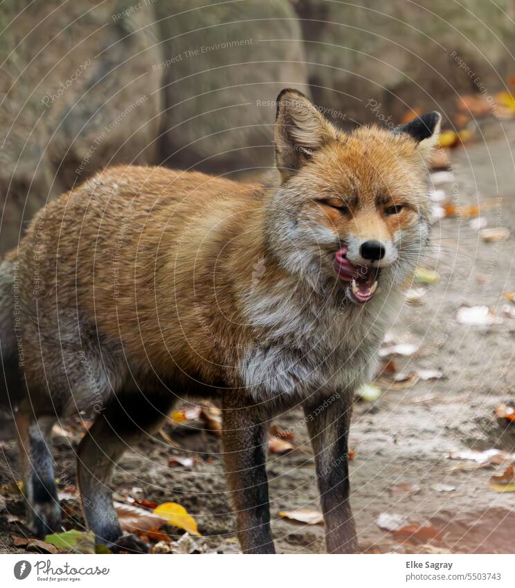 Rotfuchs leckt sich die Schnautze Fuchs Außenaufnahme Farbfoto Raubtier Blick Natur Tierwelt rot Menschenleer