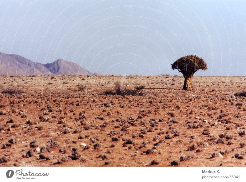 Köcherbaum Namibia Einsamkeit heiß Physik Afrika trocken Buschmann Baum Wüste Berge u. Gebirge Erde Wärme Durst karg Pfeil Bogen