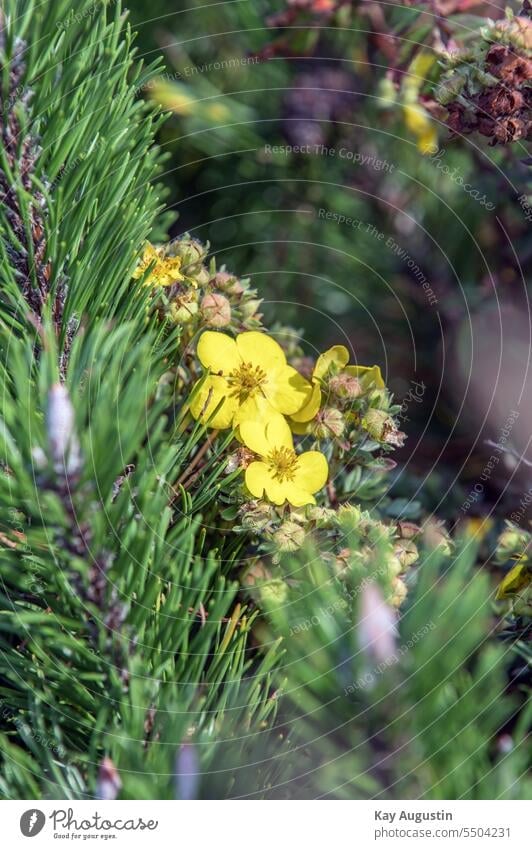 Gelbe Blüten am Strauch-Fingerkraut Fingerstrauch Potentilla fruticosa Insel Sylt Sylt Landschaften Heidelandschaft Pflanzenwelt Flora Botanik Nordsee Insel