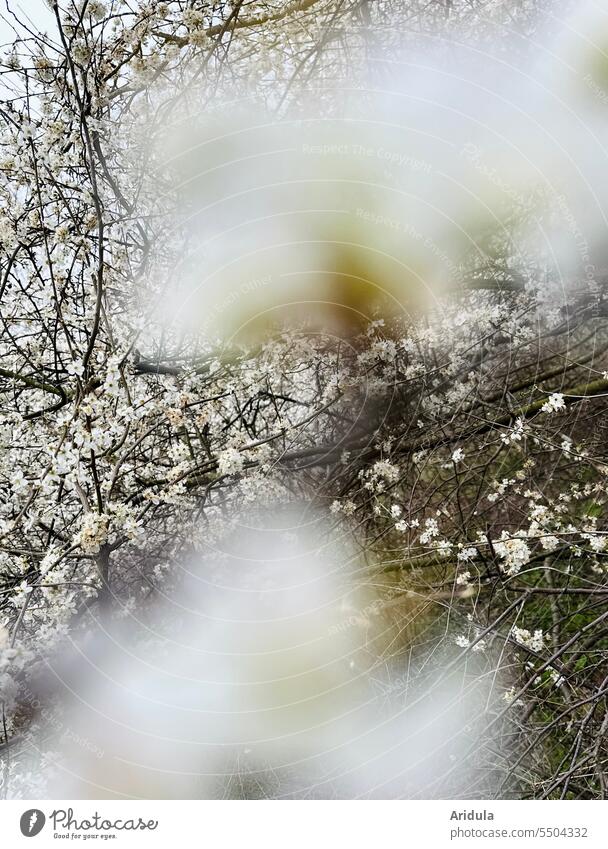 Blühender Schlehdorn im Frühling Schlehe Natur Blüte weiß Unschärfe Rosengewächs Hecke