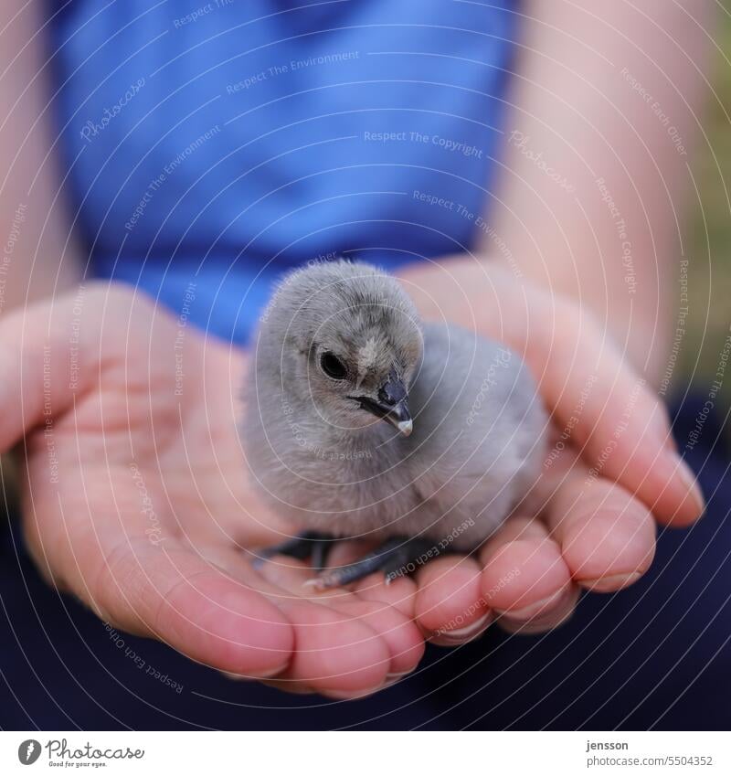 Junge Frau hält ein graues Küken auf den Händen flauschig beschützen beschützend wärmen klein Tierbaby niedlich Natur Farbfoto Hand Vogel Tierjunges