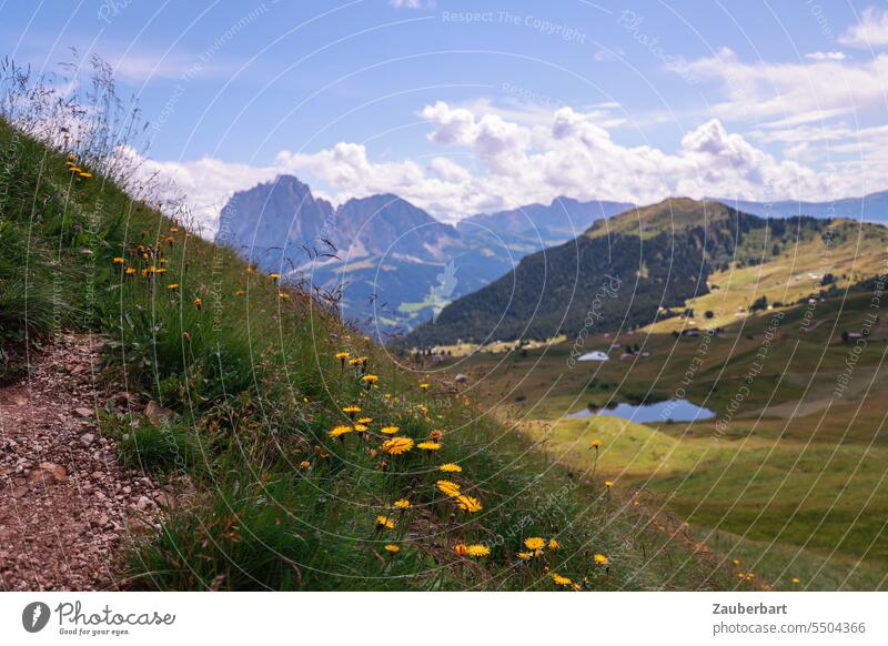 Blumenwiese mit gelben Blüten, Bergpanorama, Himmel mit Wolken Alpen Panorama Gipfel grün Landschaft Südtirol wandern wanderlust Wandertag Aussicht