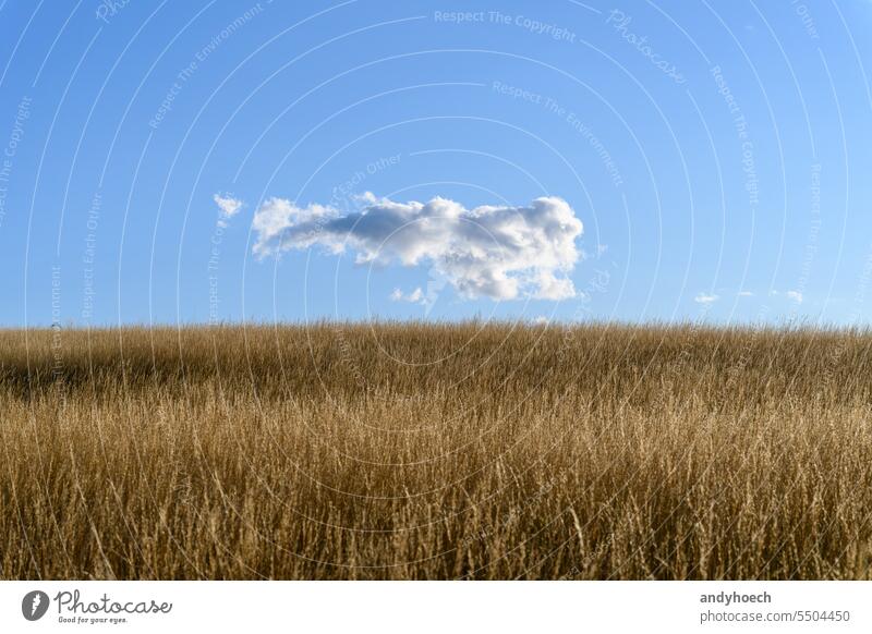 Ein Maisfeld mit blauem Himmel und einer Wolke landwirtschaftlich Ackerbau Gerste schön hell Müsli Cloud Land Landschaft Ernte Umwelt Bauernhof Landwirtschaft