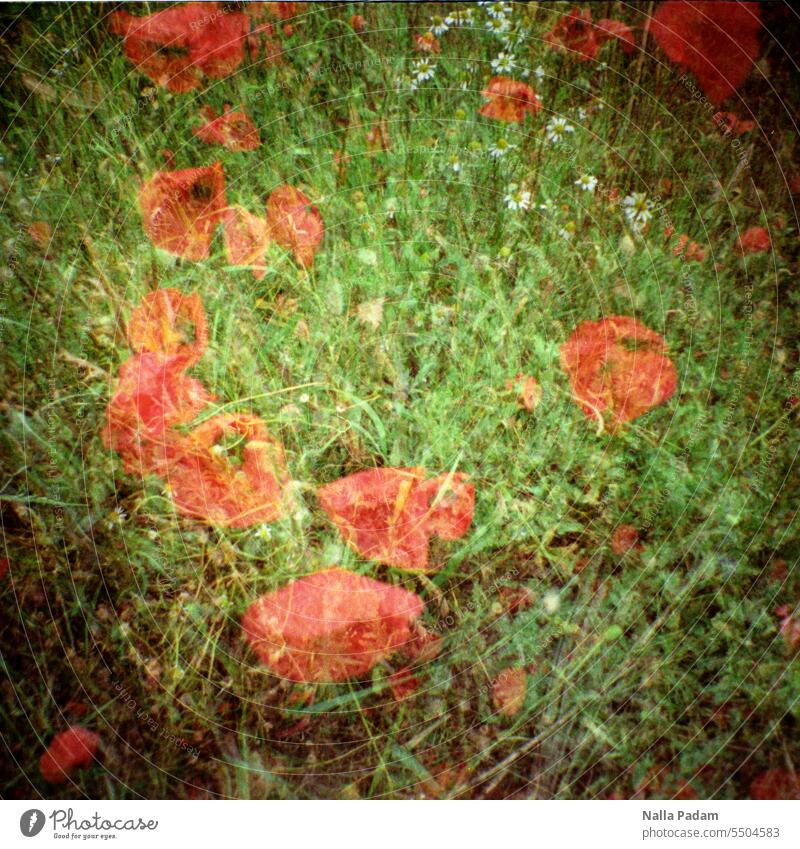 Mohnblumen analog Analogfoto Farbe Farbfoto Flora Blume Rot Gras Grün Mehrfachbelichtung Dreifachbelichtung Hanseatenweg