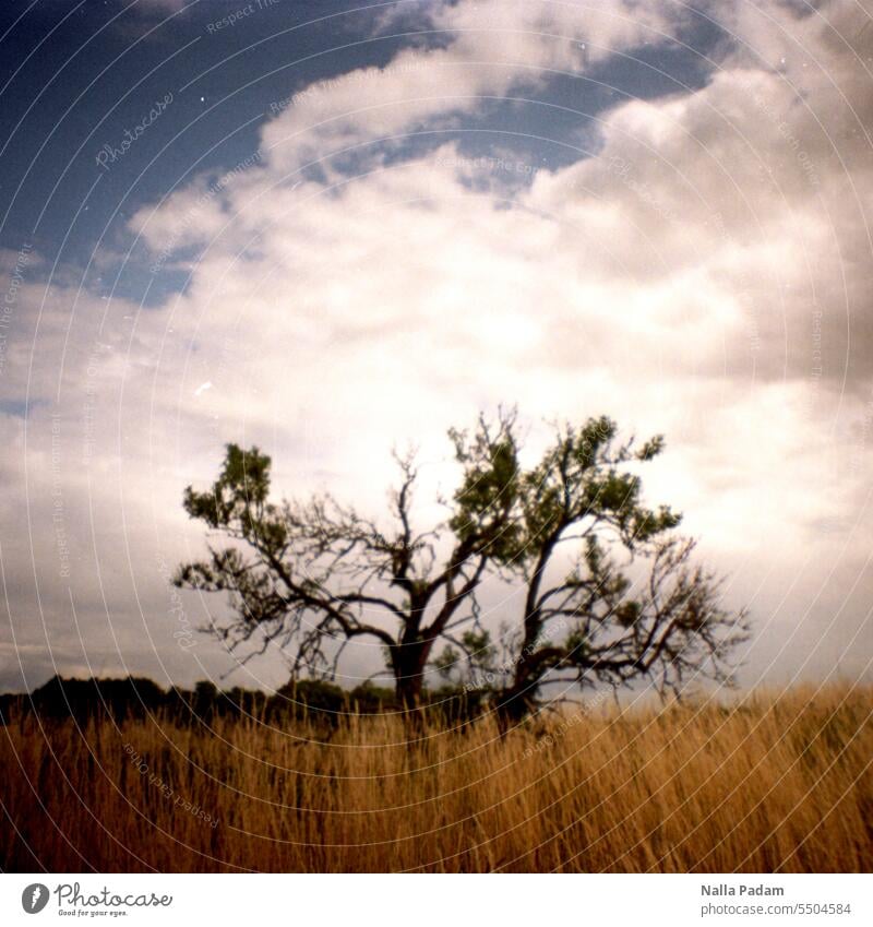 Knorriger Baum analog Analogfoto Farbe Farbfoto Flora Natur knorrig Wiese Wolke weiß Laub allein allein stehend Außenaufnahme Himmel Tag