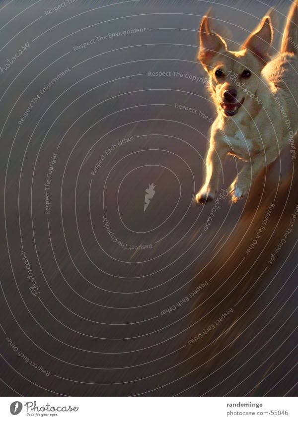 rubia Hund Tier springen kommen Erwartung Reflexion & Spiegelung Außenaufnahme Am Rand Silhouette Bewegungsunschärfe Dynamik von rechts Blick Haarschnitt