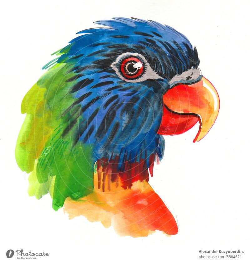 Papagei-Vogelkopf. Tusche und Aquarell Skizze Tier Kunst Hintergrund schön Schönheit blau hell Farbe farbenfroh Zeichnung exotisch Federn grün
