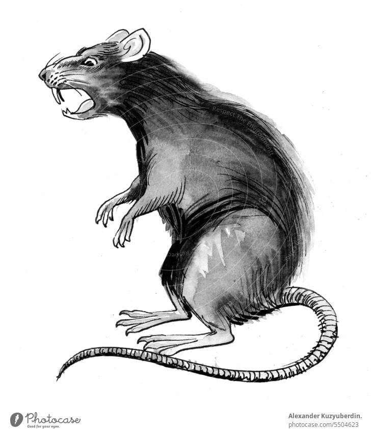 Wütende Ratte, Tusche- und Aquarellskizze Tier Kunst Kunstwerk Hintergrund schwarz Karikatur Clip Design Zeichnung gezeichnet Fell graphisch grau