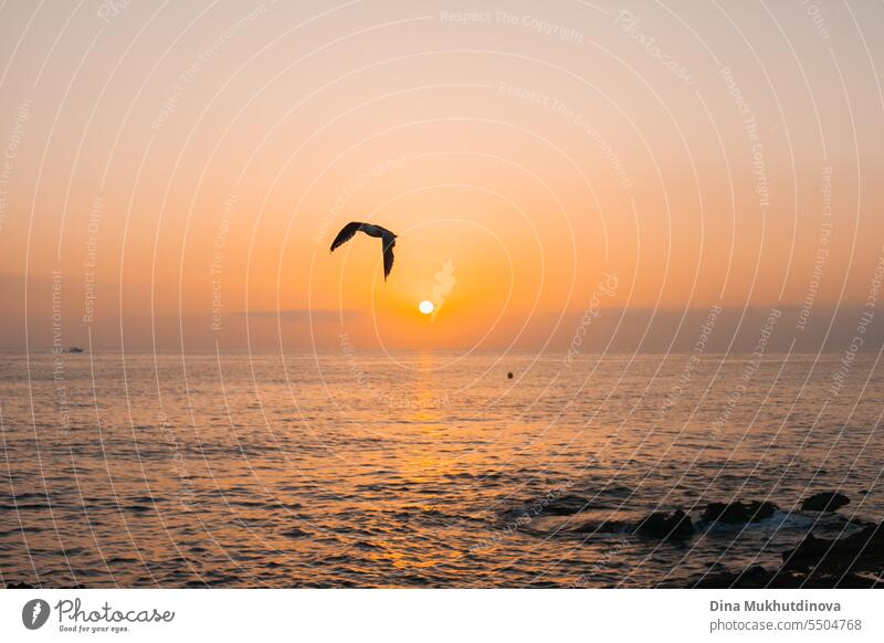 Vogel fliegt bei Sonnenaufgang über dem Meer im frühen Morgenlicht. Die Sonne geht über dem Wasser am felsigen Strand auf. Sonnenuntergang Landschaft. Wasser plätschert mit Wellen.