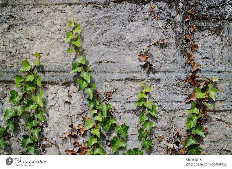 Efeu an grauer Mauer Pflanze Fassade Wand Ranke Kletterpflanzen bewachsen Blatt Natur grün Wachstum Haus Wildpflanze Umwelt Menschenleer Außenaufnahme Sträucher