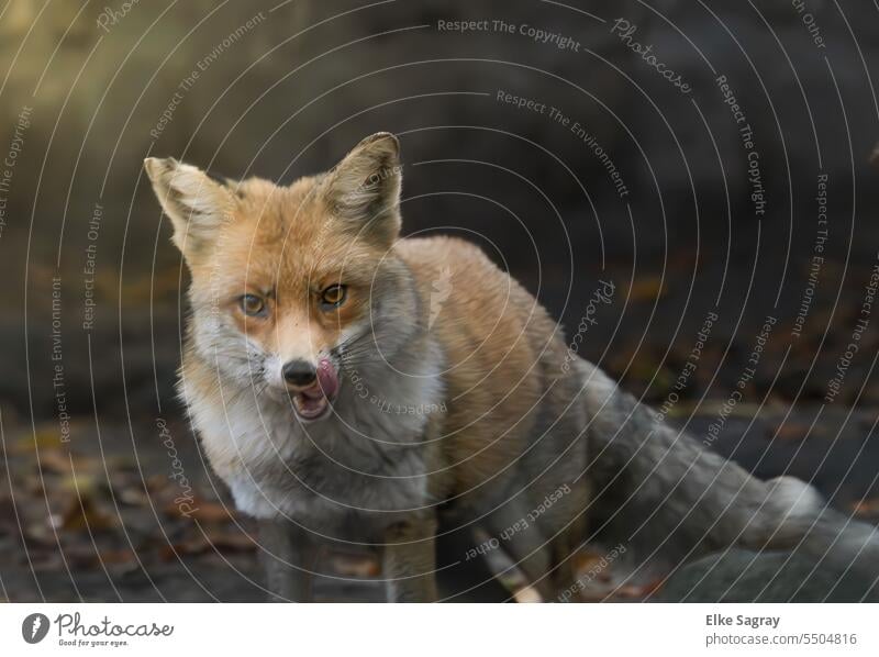 Ein Rotfuchs blickt in die Kamera Fuchs Tier Außenaufnahme Farbfoto Wildtier Menschenleer Säugetier Fell Blick Raubtier Tierporträt