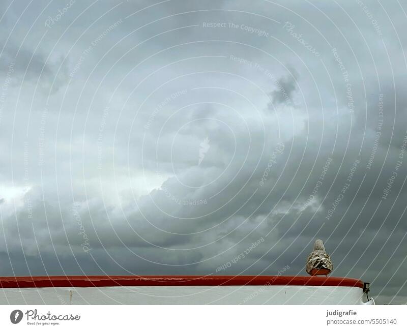 Möwe beim Betrachten des Himmels Vogel Tier Wolken betrachten sitzen Schiff Boot Natur dramatisch dramatischer himmel Küste Meer Silbermöwe Wildtier rot Dach
