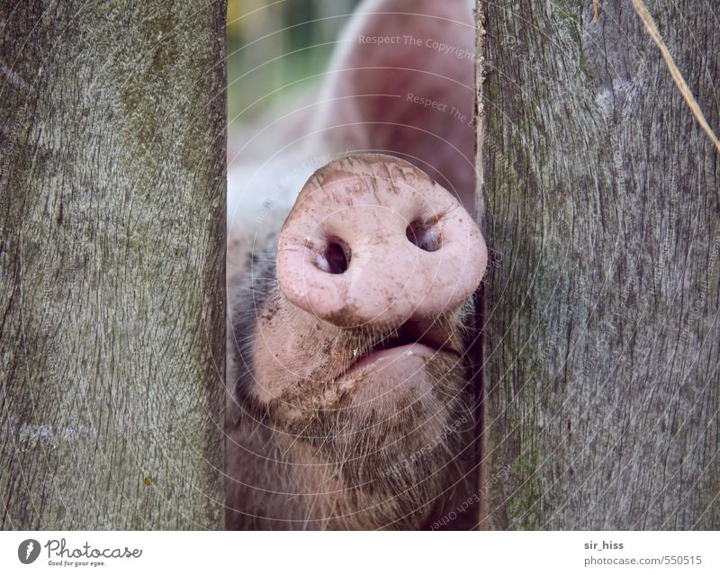 Rosa Steckdose Tier Tiergesicht Schwein 1 beobachten berühren füttern warten Armut dreckig Duft frech hässlich kalt nass schleimig trashig trist weich grau rosa