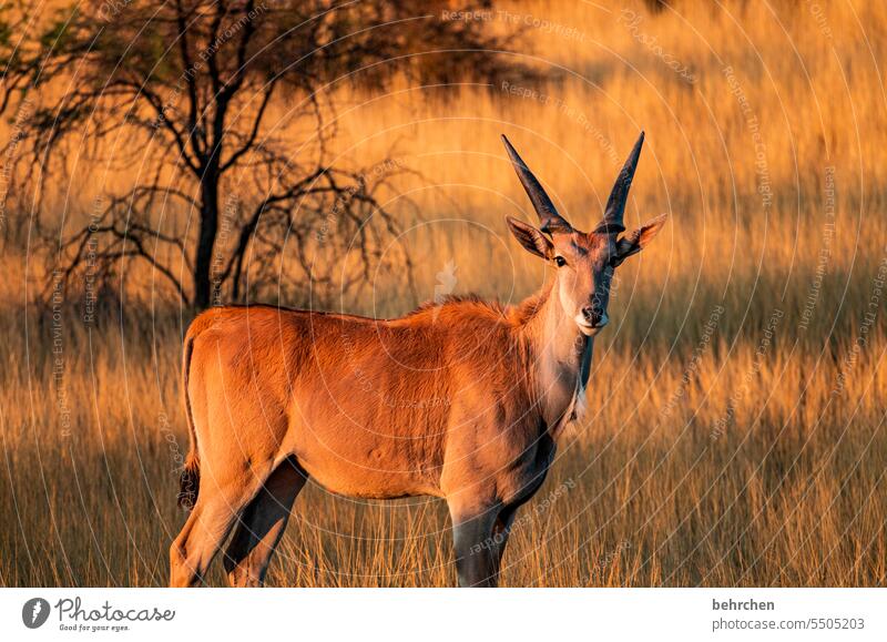 blickfänger Kalahari Elenantilope Antilopen Wildtier fantastisch außergewöhnlich Tierporträt frei wild Wildnis Namibia Safari Afrika weite Ferne Fernweh reisen