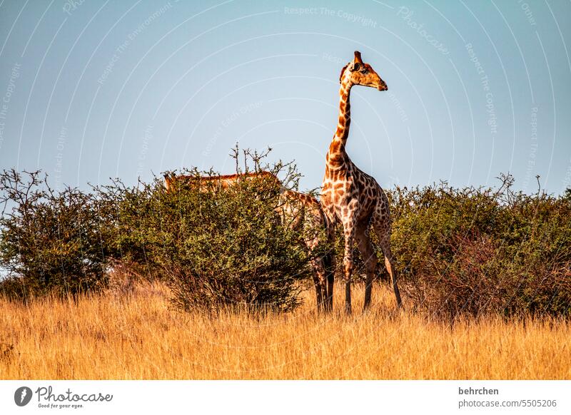 montag in sicht? ich tauch ab! Tiergesicht Menschenleer Tourismus Ausflug Tierporträt Wildnis Kalahari Giraffe Tierschutz Tierliebe Wildtier fantastisch