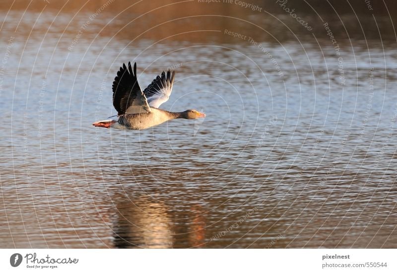 Graugans im Flug Tier Wasser Sonnenlicht Teich See Vogel 1 fliegen frei Unendlichkeit blau grau rot Freiheit Gans abflug fliegend Flügel Schweben gleiten