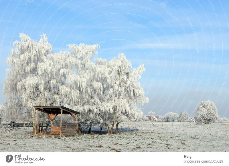 es wird kälter. .. Raureif Winter Wintertag Kälte Frost Wintermorgen Wiese Baum Unterstand Himmel schönes Wetter Eiskristalle Winterstimmung kalt gefroren